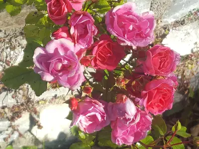 Rosen im Garten