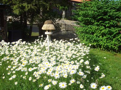 Ferienwohnung für 2 Personen (40 m²) in Mustin (Schleswig-Holstein) 3/10