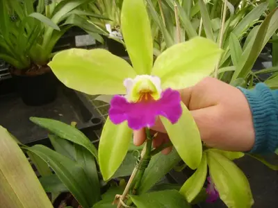 Ferienwohnung für 2 Personen (35 m²) in Nahrendorf 10/10