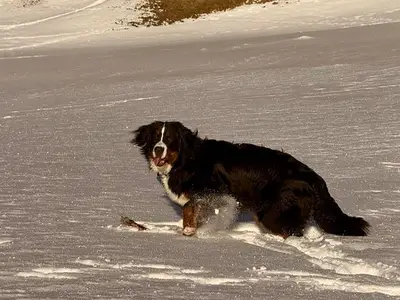 Ferienwohnung für 4 Personen (65 m²) in Nauders 1/10