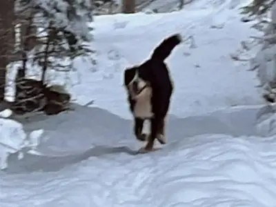 Ferienwohnung für 4 Personen (65 m²) in Nauders 1/10