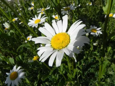 Blume im Garten der Ferienwohnung Bi Strun Nebel auf Amrum