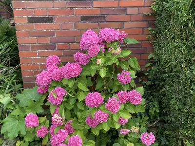 Hortensienblüte im Garten