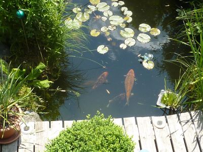 Fischteich im Sommer, Bild 1