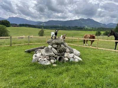 Tiere am Hof