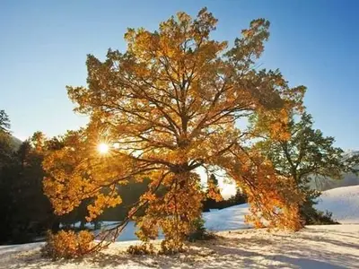 Ferienwohnung für 5 Personen (75 m²) in Nesselwängle 4/10