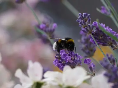 Ferienwohnung für 4 Personen (40 m²) in Neu Lindenberg 9/10
