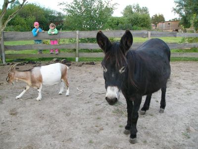 unser Streichelzoo Pony, Esel, Ziege