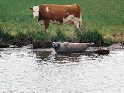 Robbe im Prerowstrom