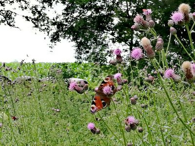 Wildblumenwiese-im-Juli