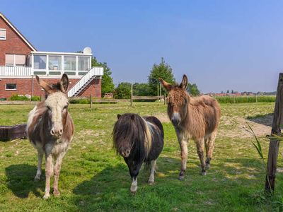 Ferienwohnung für 2 Personen (52 m²) in Neuharlingersiel 7/10