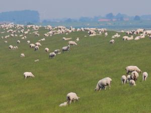 23380914-Ferienwohnung-2-Neuharlingersiel-300x225-4