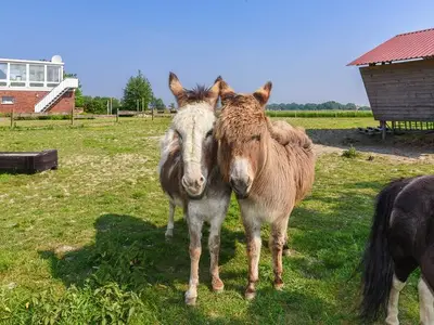 Ferienwohnung für 2 Personen (35 m²) in Neuharlingersiel 8/10