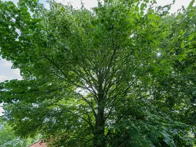Ferienwohnung für 4 Personen (54 m²) in Neukamperfehn 10/10