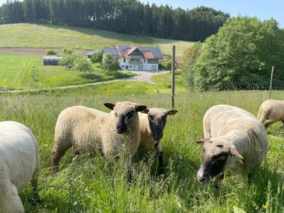 Ferienwohnung für 6 Personen (60 m²) in Neukirch 3/10