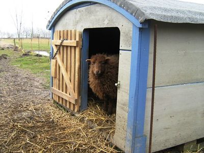 tierische Mitbewohner auf dem Hof