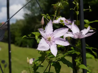 Blumen aus Garten