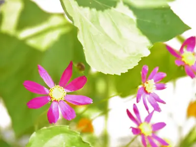 Blumen aus Garten