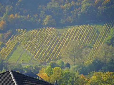 Blick ins Moseltal Herzweinberg
