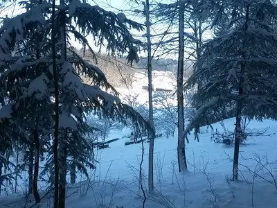 Winterwald