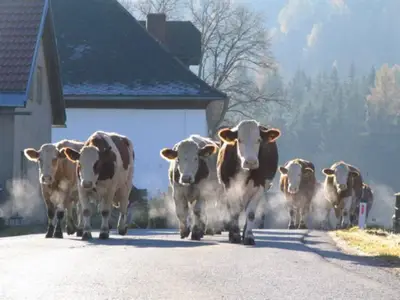 Austreiben