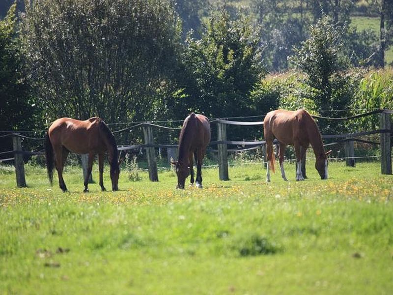 23340216-Ferienwohnung-4-Neunburg vorm Wald-800x600-2
