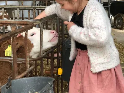 Kälbchen streicheln