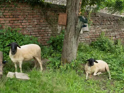 Schafe im Garten
