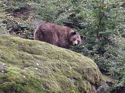 Im Tierfreigelände