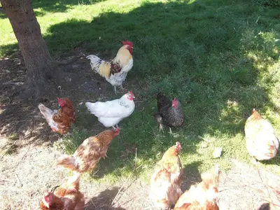 Ferienwohnung für 3 Personen (36 m²) in Neustadt am Rübenberge 9/10