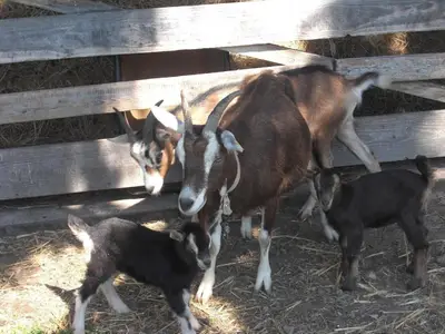 Ferienwohnung für 3 Personen (36 m²) in Neustadt am Rübenberge 10/10
