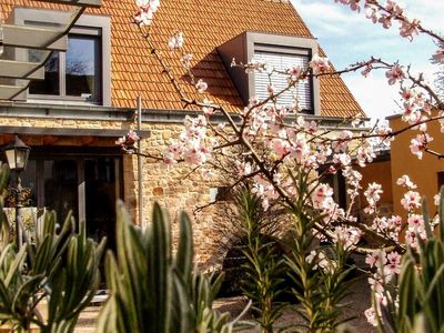 Hofambiente von Goldberg Sicht mit Mandelblüte