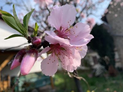 Mandelblüte im Garten