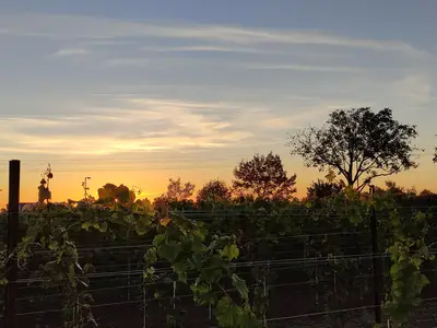Sonnenuntergang im Wingert