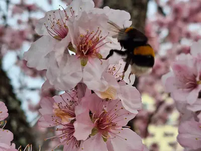 Mandelblüte