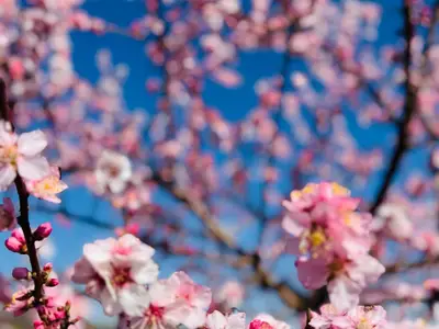 Mandelblüte