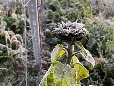 Sonnenblume im Winter