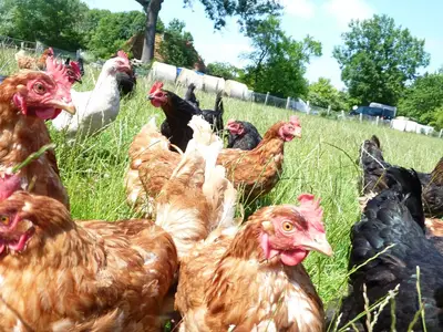 ferienhofglcklichehhner