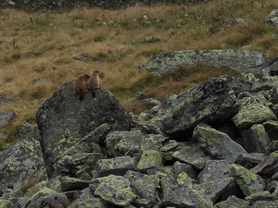 Murmeltiere an der Franz-Senn-Hütte