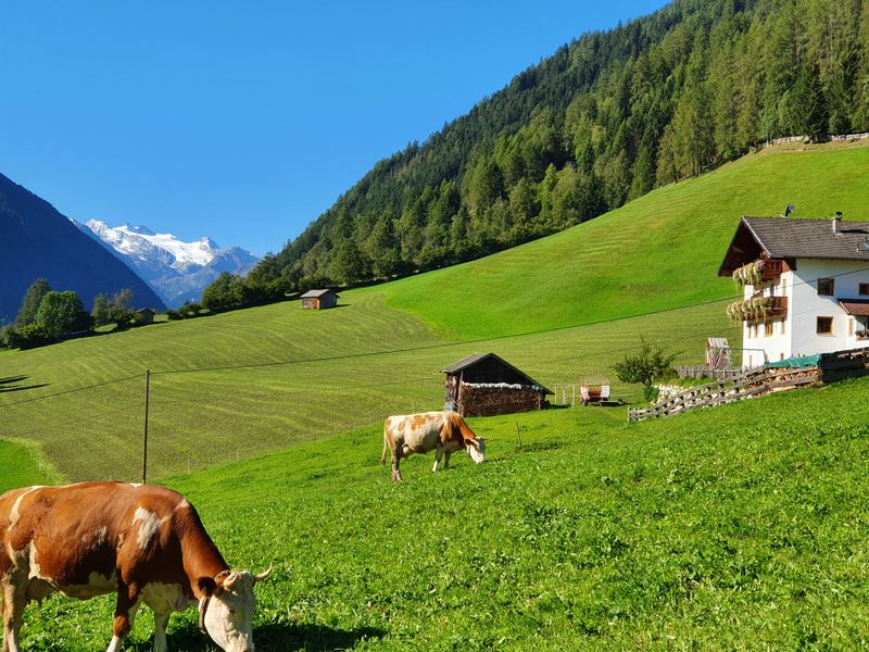 22136543-Ferienwohnung-4-Neustift im Stubaital-800x600-1