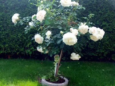 Unser Rosenbaum