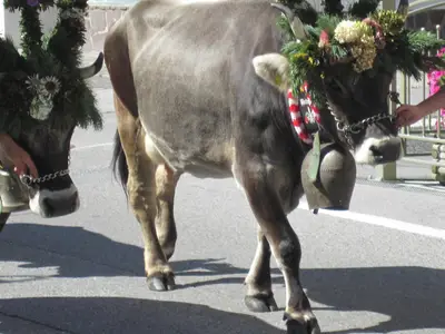 Almabtrieb