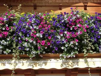 Balkonblumen
