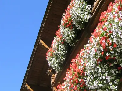 Blumenpracht auf dem Südbalkon