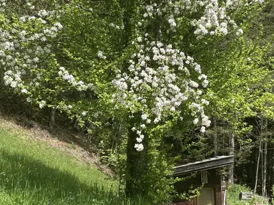 Obstbaumblüte im Frühjahr