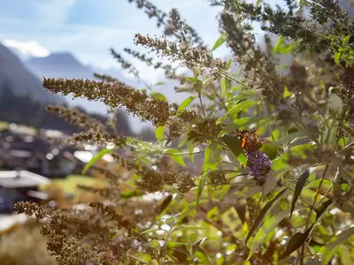 Ruhepause eines Schmitterlings im Spätherbst