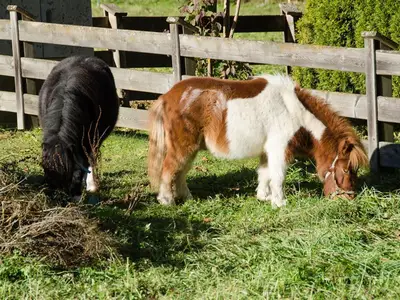 Pony 2