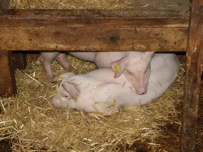 Schweine