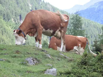 Kühe