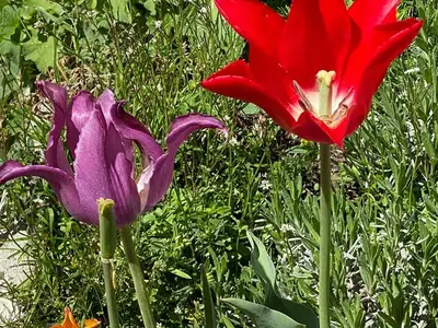 garten 2
